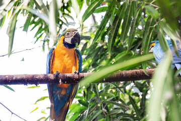 Natural Grace, Macaws Posture on a Tree, Blue and Yellow Bird