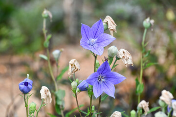 キキョウ　Balloon flower	