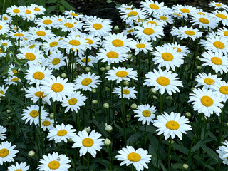 Blooming Field of White Daisies in Summer
