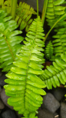 Nephrolepis exaltata, sword fern has several benefits, including as a natural air filter,...