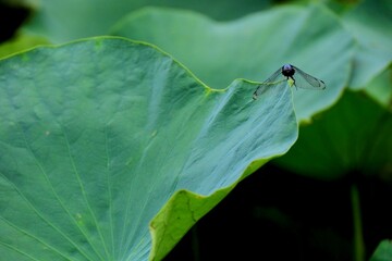 dragonfly on leaf