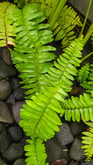Nephrolepis exaltata, sword fern has several benefits, including as a natural air filter,...
