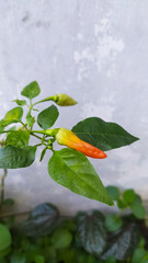 A vibrant chili pepper ripens on the plant, showcasing a beautiful gradient from green to fiery red.