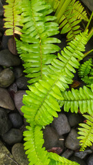 Nephrolepis exaltata, sword fern has several benefits, including as a natural air filter,...
