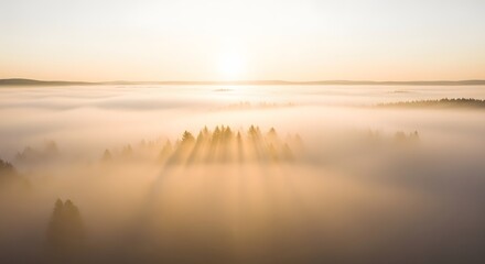 Aerial view of a forest shrouded in thick fog with sunlight streaming through the trees at sunrise