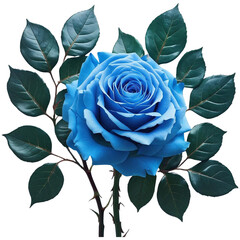 Blue rose illustration on white background, a beautiful blossom symbolizing love and romance