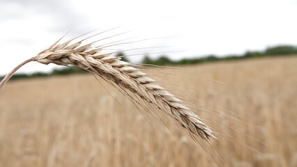 Kłosy zboża na polu uprawnym - rolnictwo © tomo81