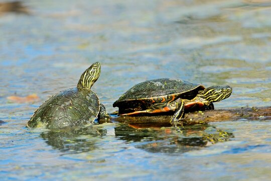  Two painted turtles basking on a log. - Powered by Adobe