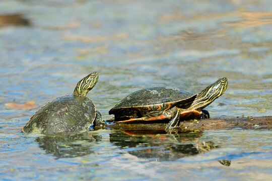   Two painted turtles share a log.