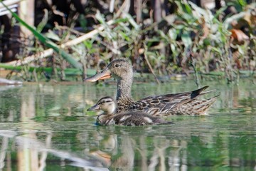  Female northern shoveler and its duckling.