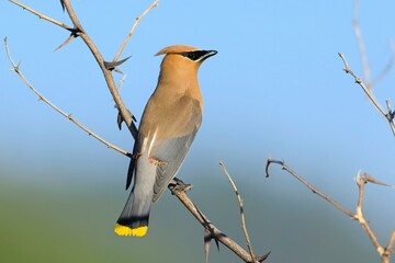  Cedar waxwing on a tree branch.