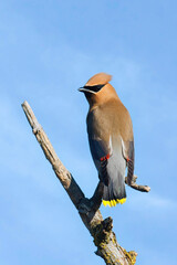  Portraiture of a cedar waxwing on a branch.
