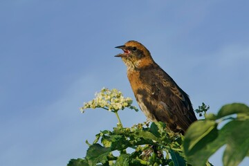 Juvenile yellow headed blackbird perched.