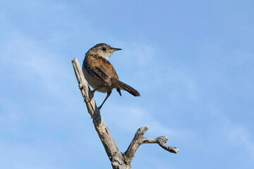  House wren perched on a barren branch.