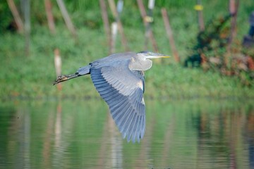   Great blue heron flies low over water.