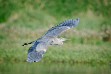  Heron with wings spread soars low.