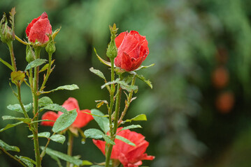 Red marble rose on a green blurred background.