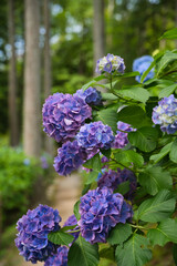 山間の濃い青と紫色の美しい紫陽花が咲いている風景