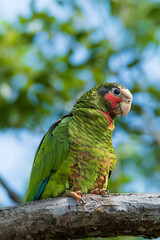 Parrot on a tree