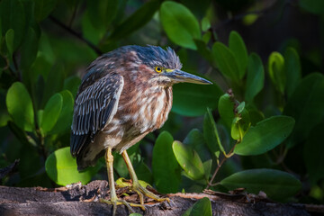 Heron