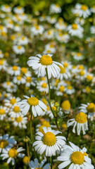 Field of white daisies under sunny sky. Spring flowers, peaceful nature, idyllic countryside. Summer floral beauty.