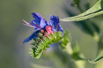 viper's bugloss, blueweed
Echium vulgare flower closeup selective focus