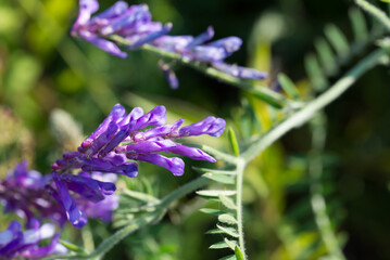Vicia villosa, hairy vetch flowers closeup selective focus