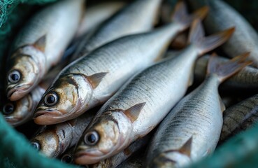 Obraz premium Gray smelt fish in basket on wooden deck. Fish white, black spots, caught on ship fishing net, fishing gear. Fresh fish, industry, fishing industry, nautical, sea, marin, raw, grey, fishery,