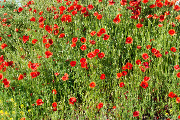 poppy flowers on sunny day closep selective focus