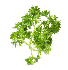 Sprig of fresh parsley isolated on white