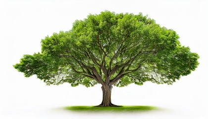 vibrant green tree with spreading branches and lush foliage isolated on white background ideal for nature and environment themed projects