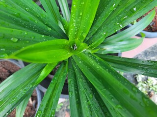 Fototapeta premium The pandan plant (Pandanus amaryllifolius) fragrant leaves photography
