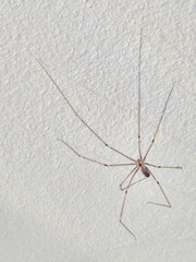Close up of a spider on the ceiling.