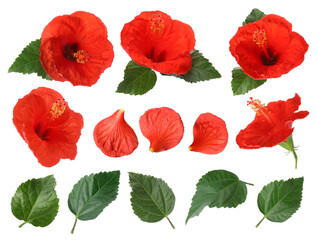 Beautiful red hibiscus flowers and green leaves on white background, collage