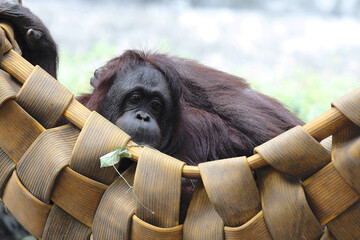 Close up, a Bornean orangutan (Pongo pygmaeus), one of Indonesia's protected wild animals, relaxing...