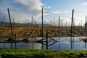 Flooded hop garden in Motueka, Tasman District, New Zealand.
