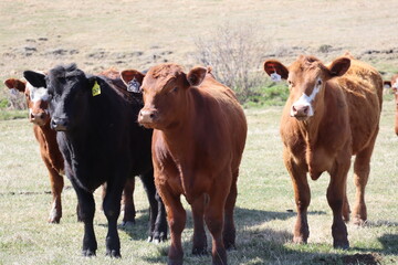 Four feeder steers are facing the camera; they are just released on a new spring pasture. The...
