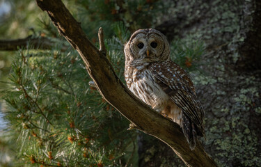 Barred owl in the Everglades, Florida 