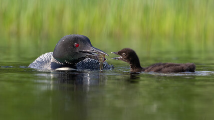 Common loon with a baby in Maine 
