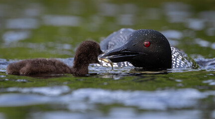 Common loon with a baby in Maine 