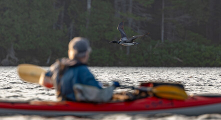 Man in kayak watching a common loon on a lake 