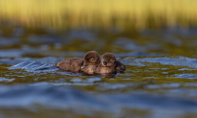 A common loon on a lake