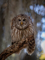 Barred owl in the Everglades, Florida 