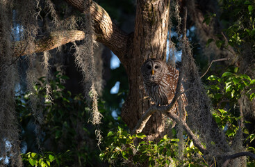 Barred owl in the Everglades, Florida 