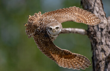 Burrowing owl in Cape Coral, Florida 