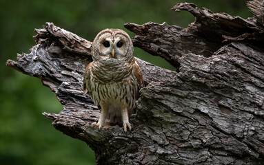 Barred owl in the Everglades, Florida 