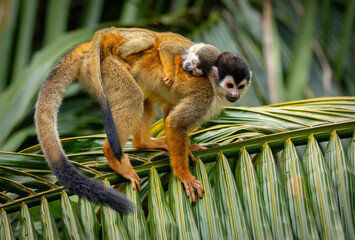 Squirrel monkey with a baby in Costa Rica  © Harry Collins
