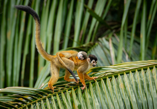 Squirrel monkey with a baby in Costa Rica
