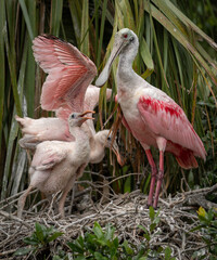 Roseate spoonbill in south Florida 