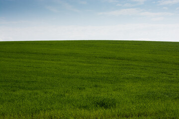 青空と緑の牧草畑